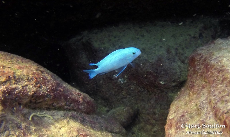 Maylandia callainos 'Mara Rocks'